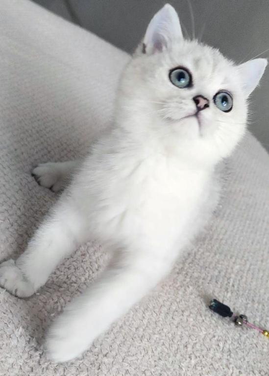 British Shorthair Kittens photo 11