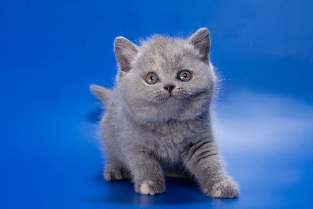 British Shorthair Kittens photo 12