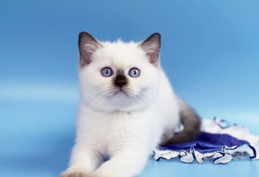 British Shorthair Kittens photo 6