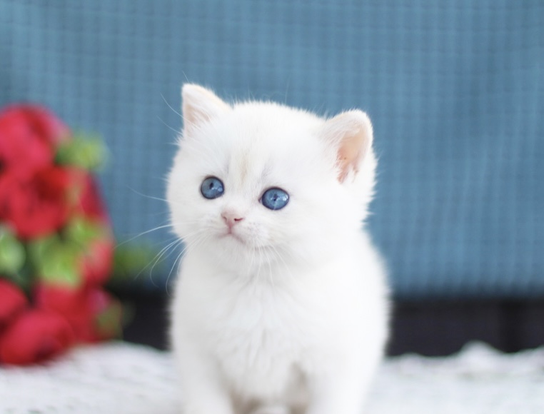 British Shorthair Kittens photo 2