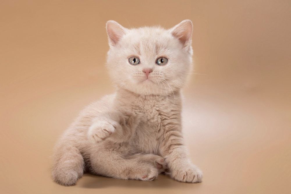 British Shorthair Kittens photo 13
