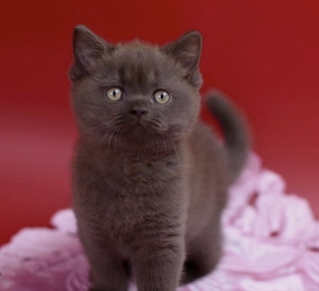 British Shorthair Kittens photo 7