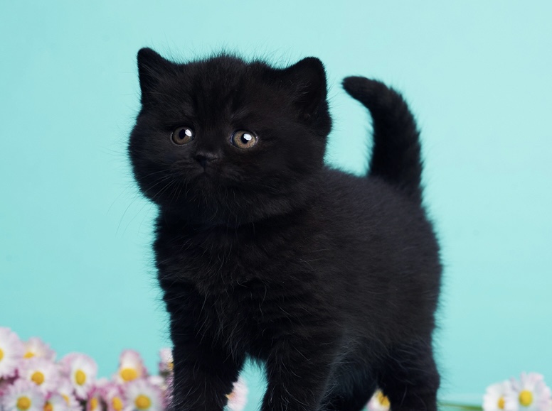 British Shorthair Kittens photo 10