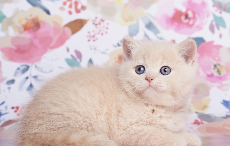 British Shorthair Kittens photo 4