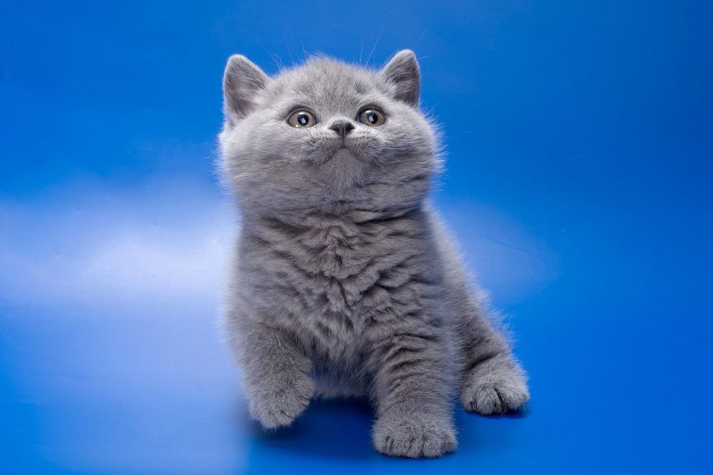British Shorthair Kittens photo 14