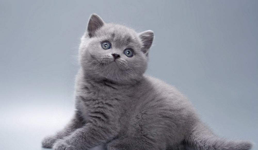 British Shorthair Kittens photo 8