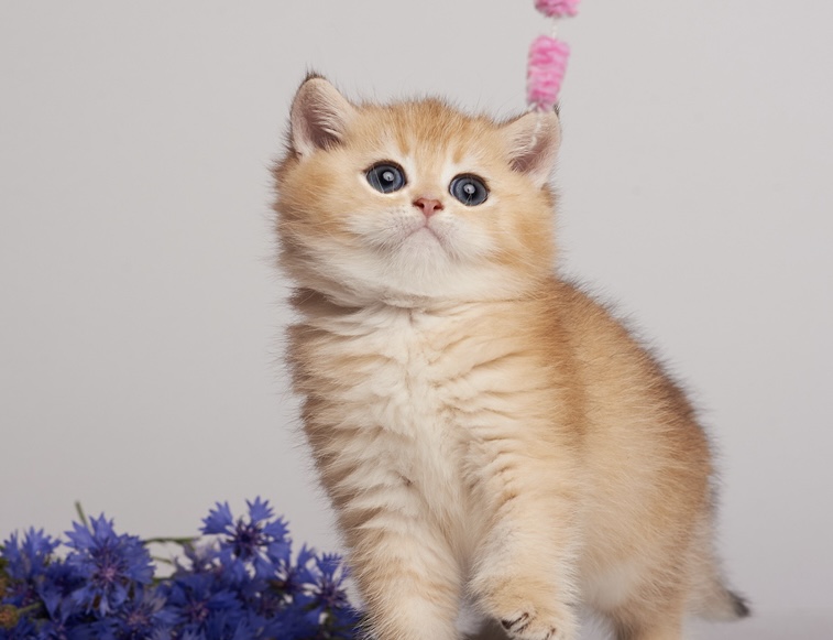 British Shorthair Kittens photo 3