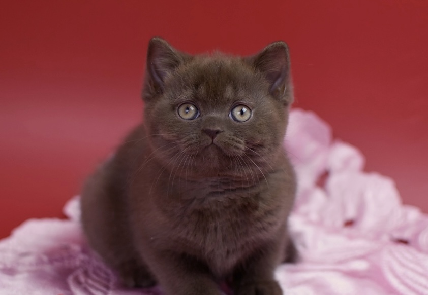 British Shorthair Kittens