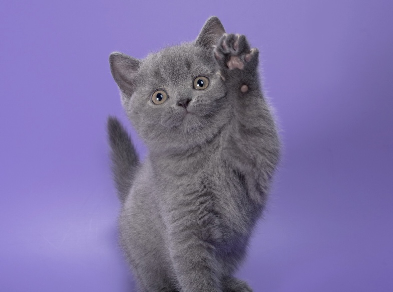 British Shorthair Kittens photo 5