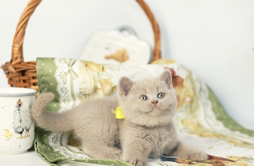 British Shorthair Kittens photo 9