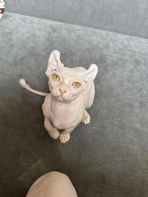 White Elf Female Sphynx