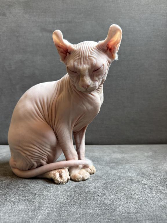 White Elf Female Sphynx photo 6