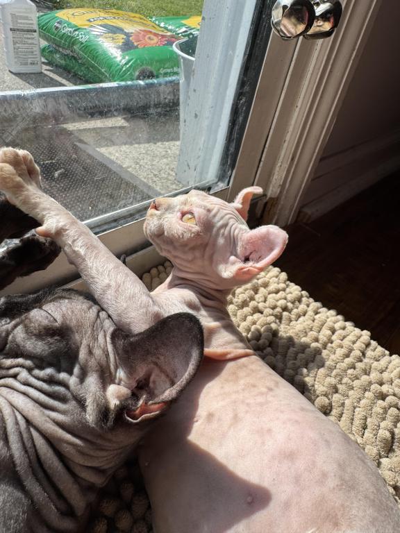 White Elf Female Sphynx photo 7
