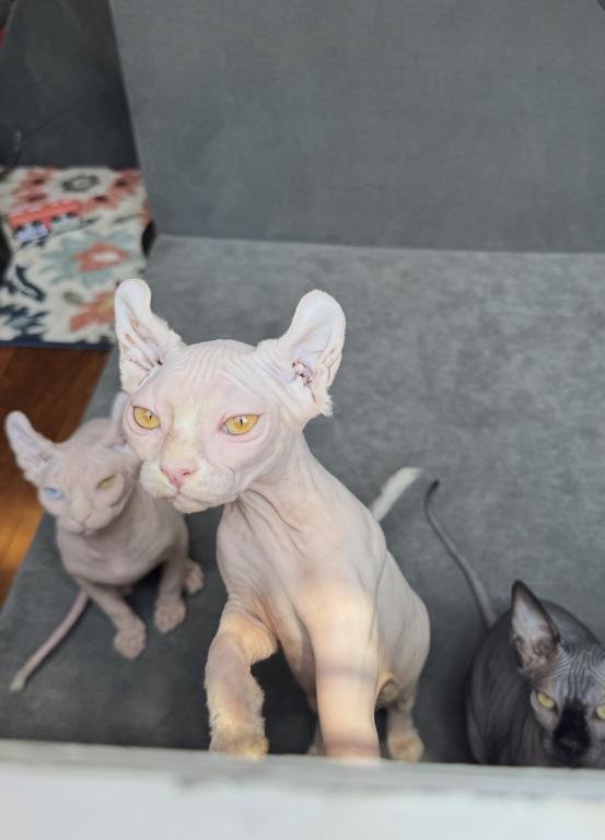 White Elf Female Sphynx photo 3