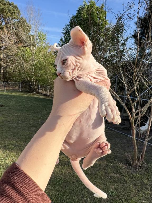 White Elf Female Sphynx photo 5