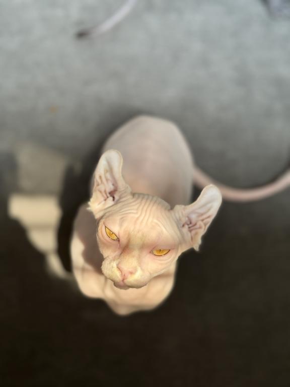 White Elf Female Sphynx photo 2