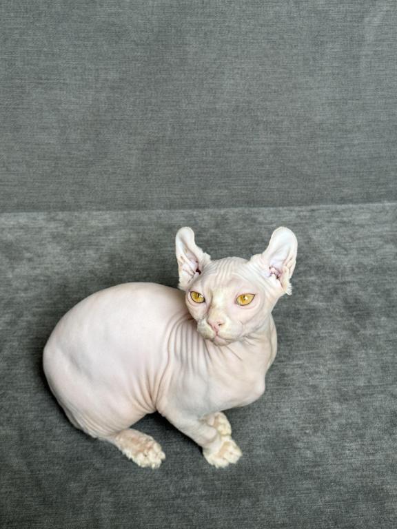White Elf Female Sphynx photo 8
