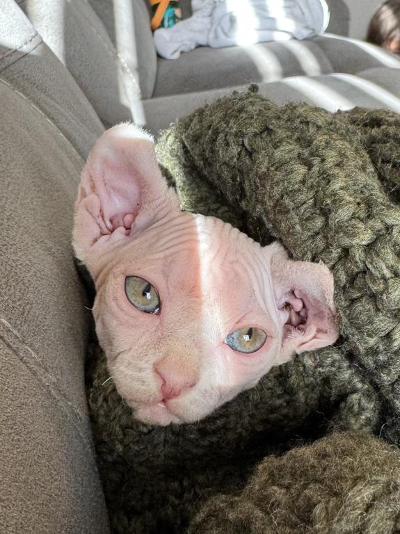 White Elf Female Sphynx photo 4