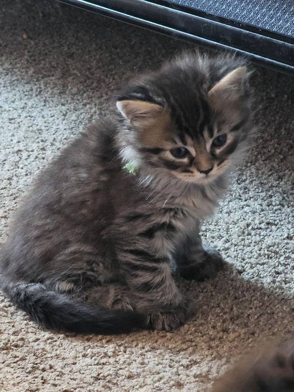 Burt 26 Toe Polydactyl photo 4