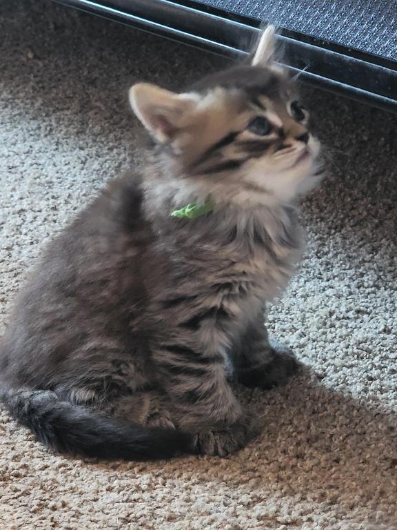 Burt 26 Toe Polydactyl photo 5