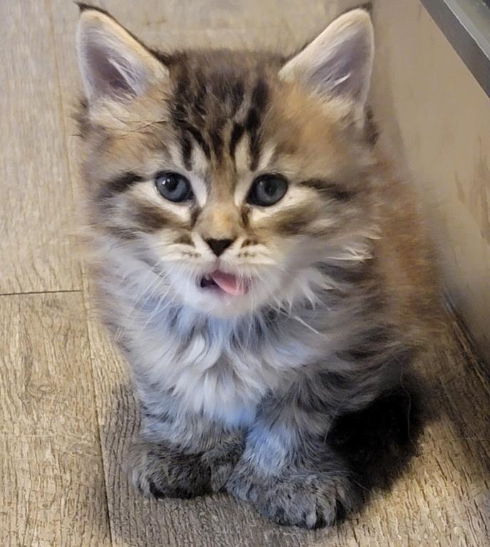 Burt 26 Toe Polydactyl photo 3
