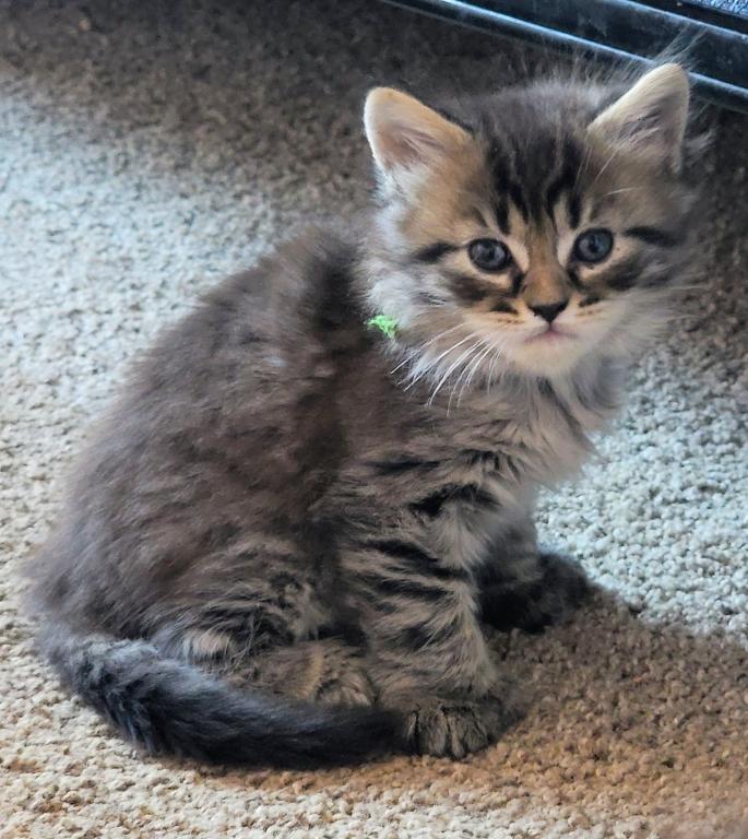 Burt 26 Toe Polydactyl photo 2