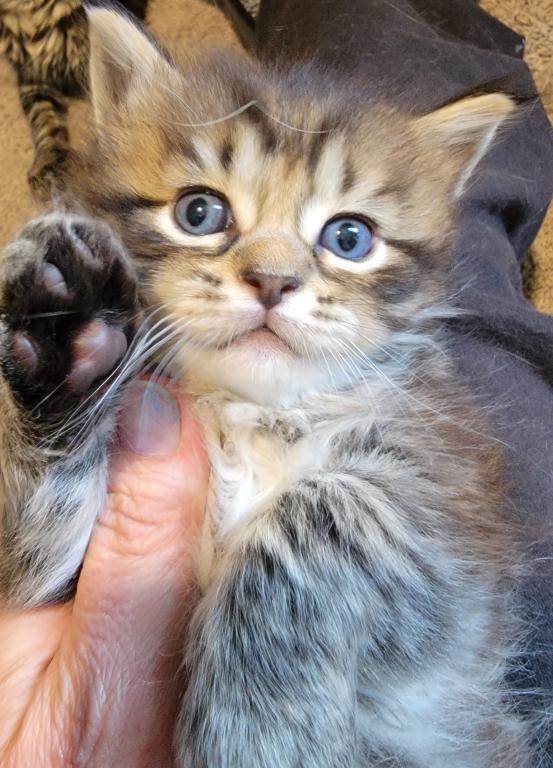 Burt 26 Toe Polydactyl photo 6