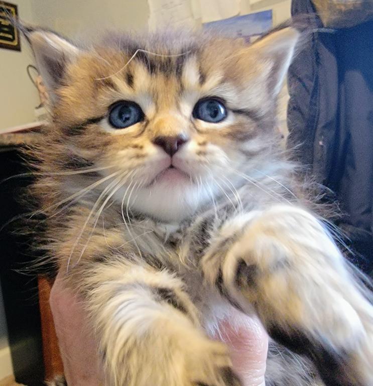 Burt 26 Toe Polydactyl photo 10