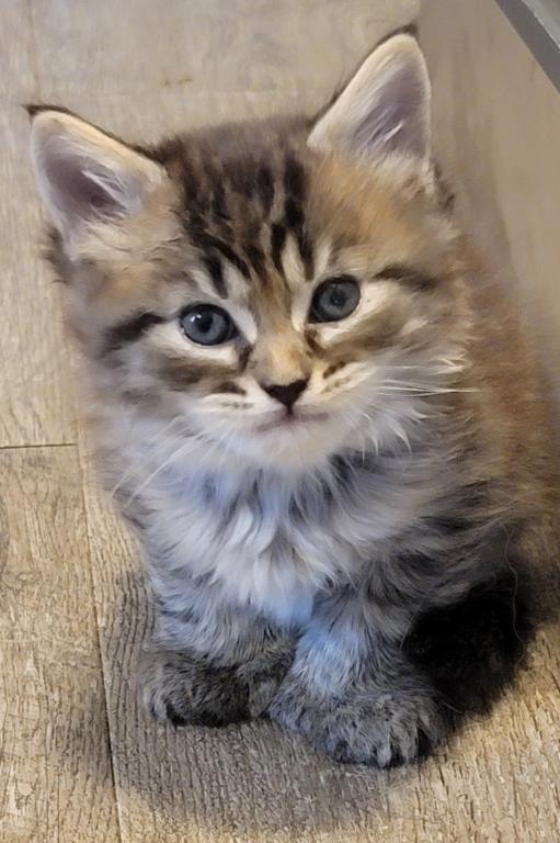 Burt 26 Toe Polydactyl