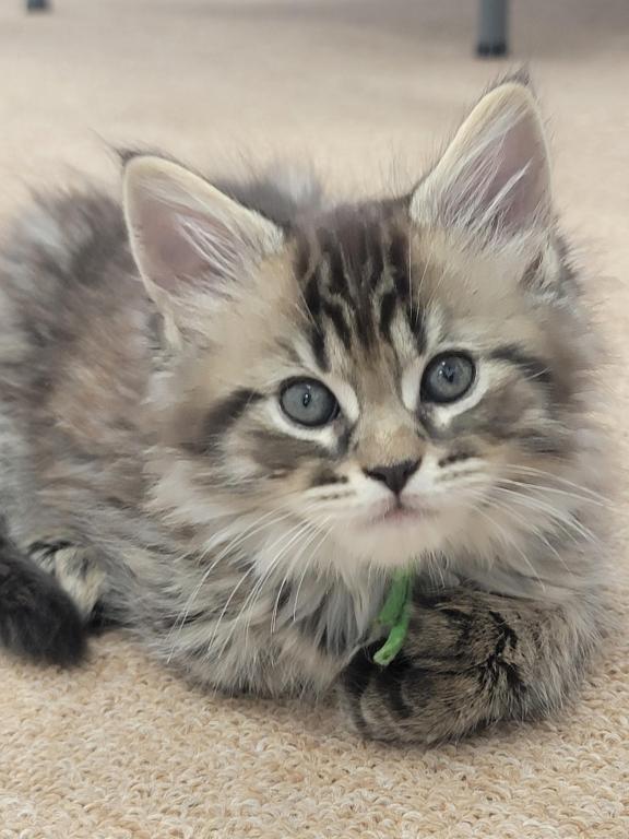 Burt 26 Toe Polydactyl
