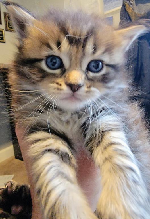 Burt 26 Toe Polydactyl photo 9