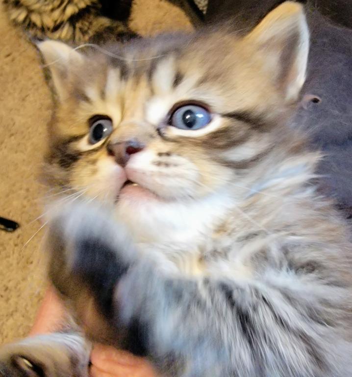 Burt 26 Toe Polydactyl photo 8
