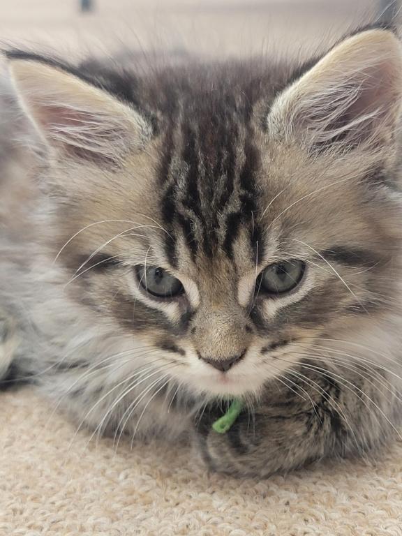 Burt 26 Toe Polydactyl photo 2