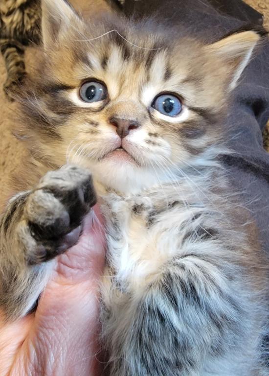 Burt 26 Toe Polydactyl photo 7