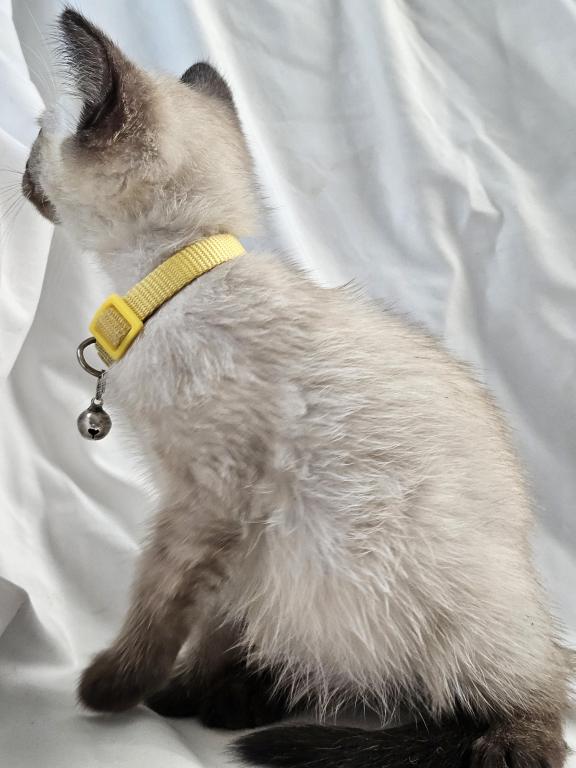 Chai Seal Point Siamese photo 2