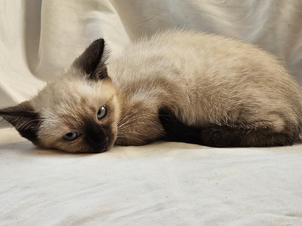 Chai Seal Point Siamese