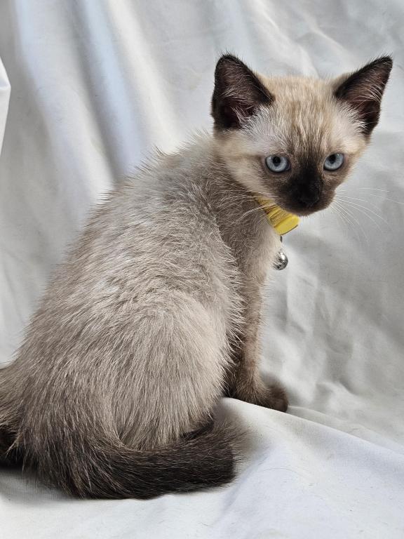 Chai Seal Point Siamese photo 3