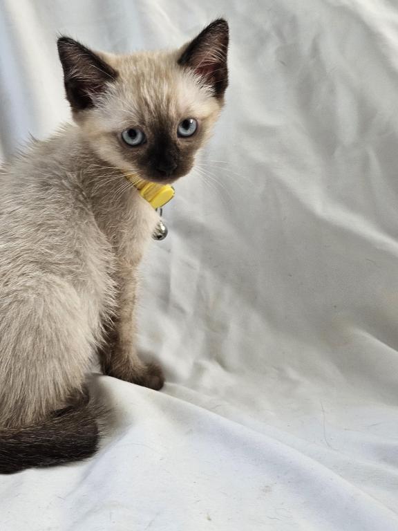 Chai Seal Point Siamese photo 4