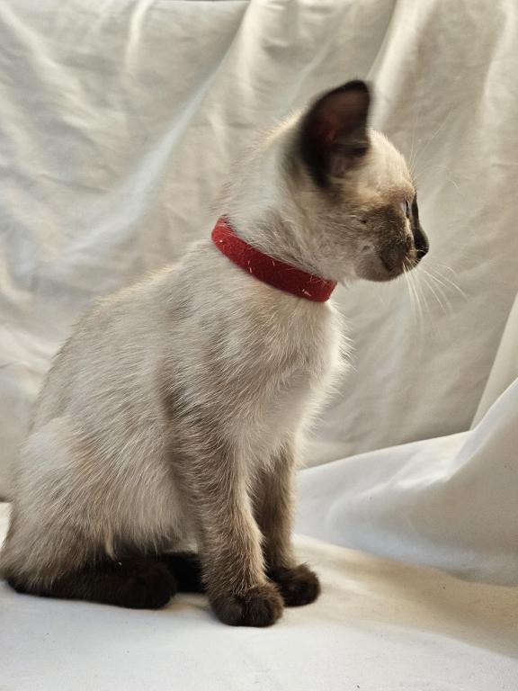Sammy Seal  Point Siamese photo 5