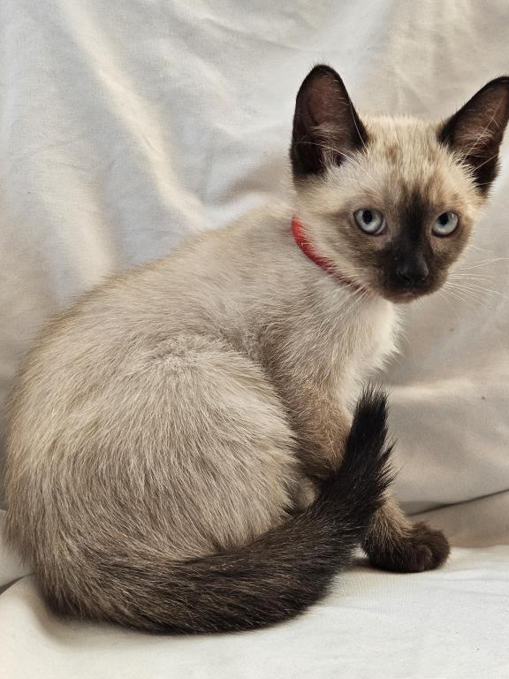 Sammy Seal  Point Siamese photo 1
