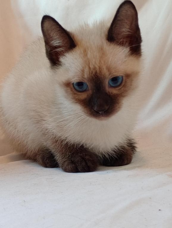 Sammy Seal  Point Siamese photo 7