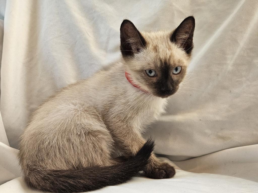 Sammy Seal  Point Siamese photo 4