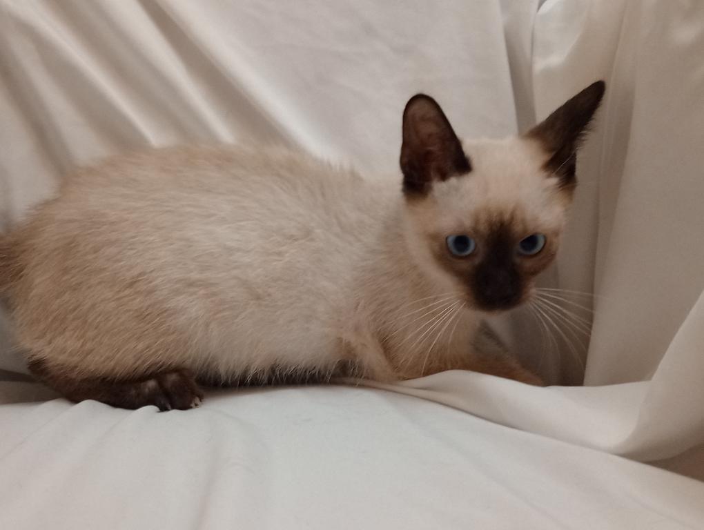 Sammy Seal  Point Siamese photo 4