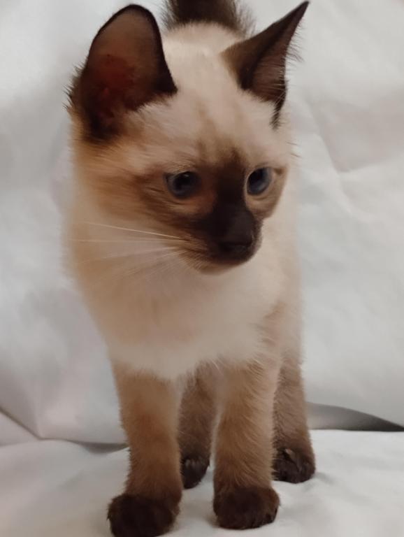 Sammy Seal  Point Siamese photo 2