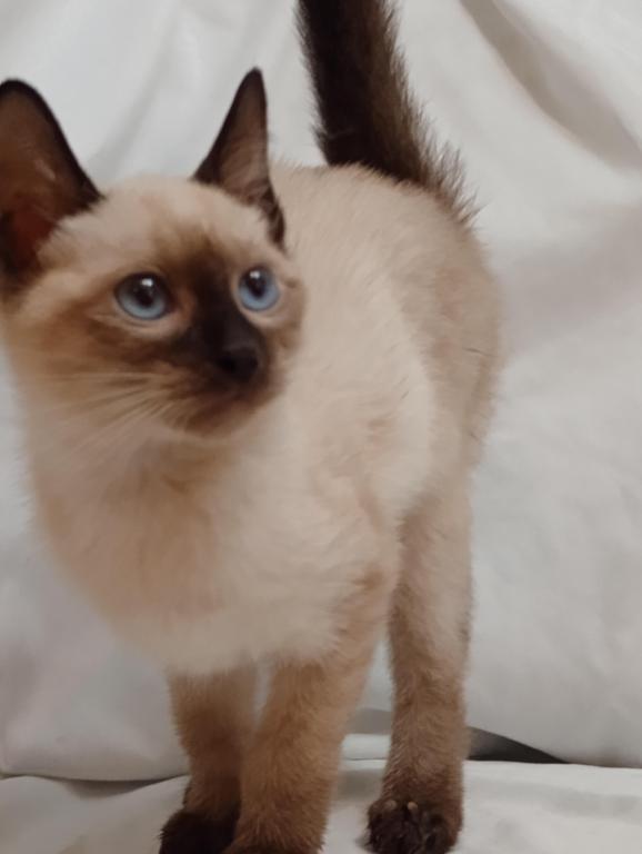 Sammy Seal  Point Siamese photo 3