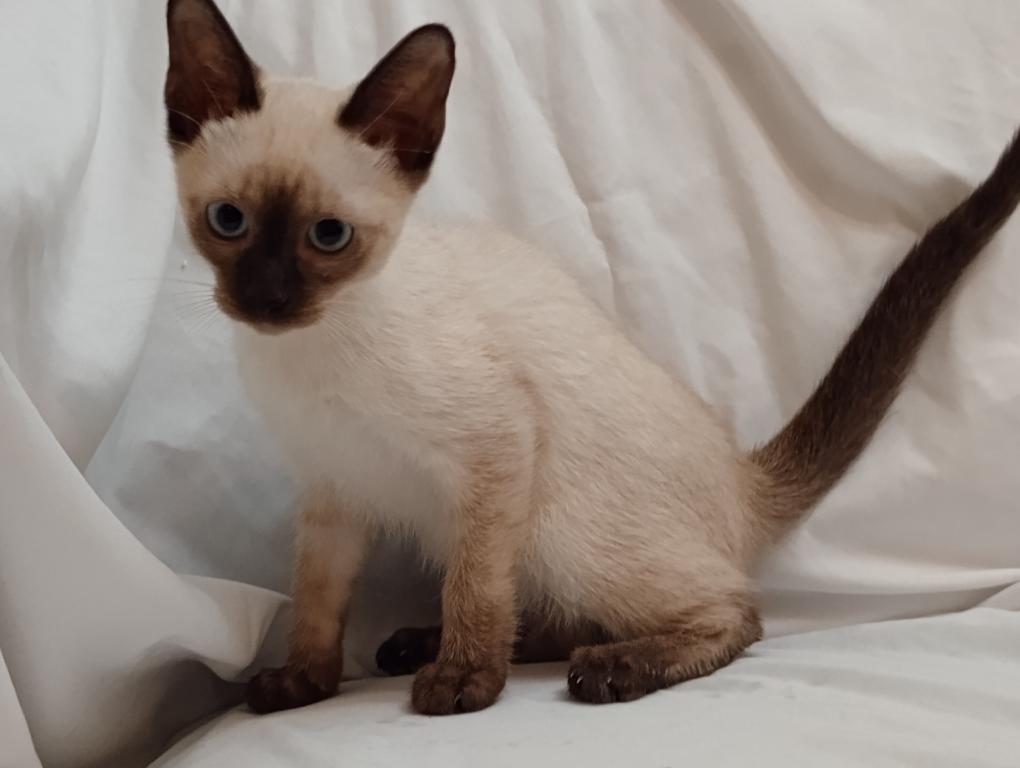 Sammy Seal  Point Siamese photo 6