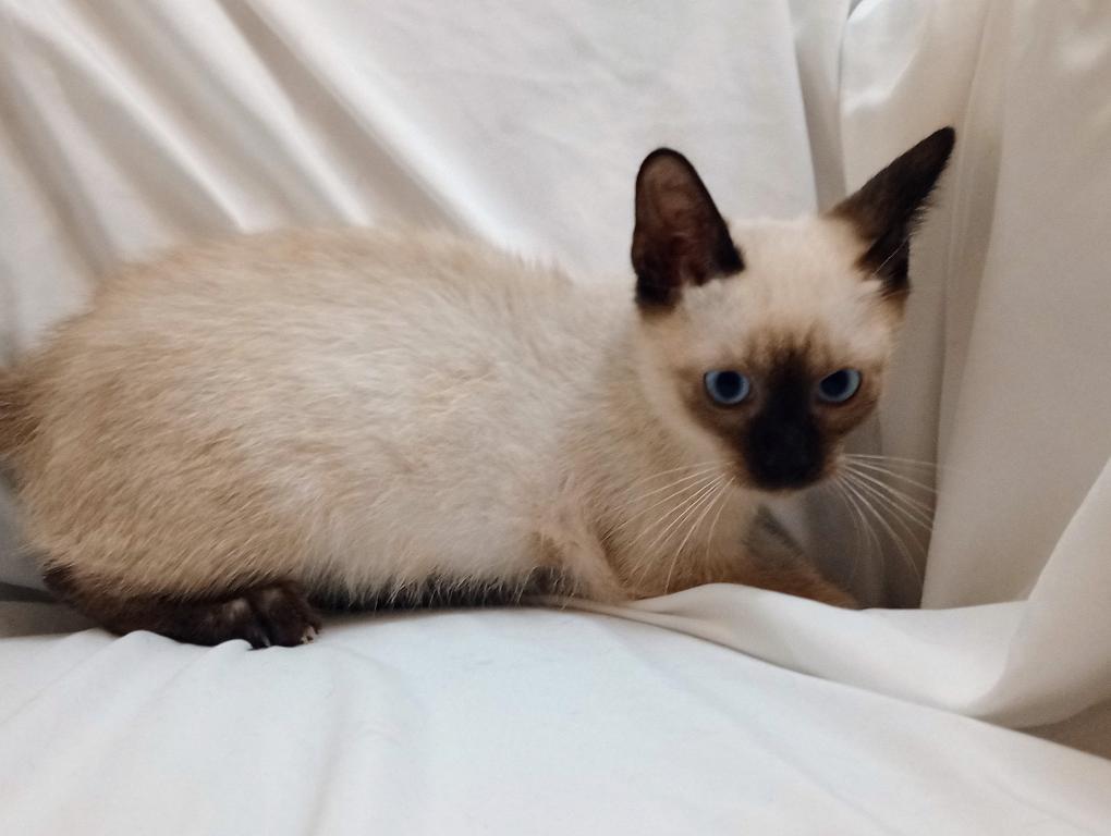 Sammy Seal  Point Siamese photo 5