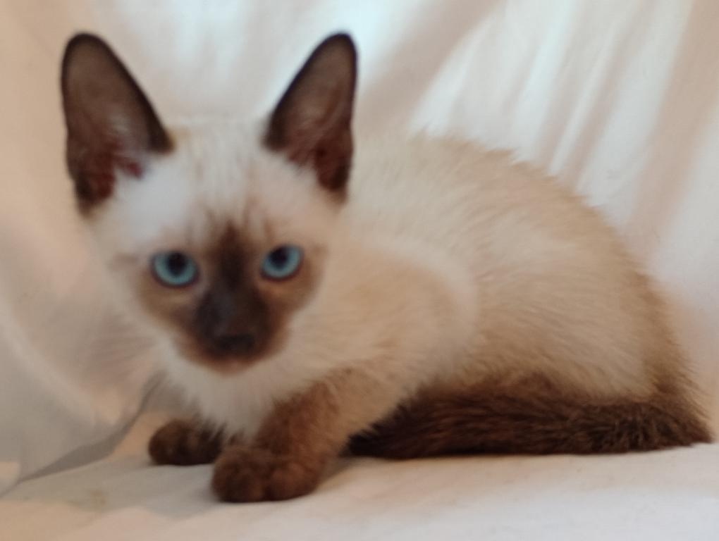 Sammy Seal  Point Siamese
