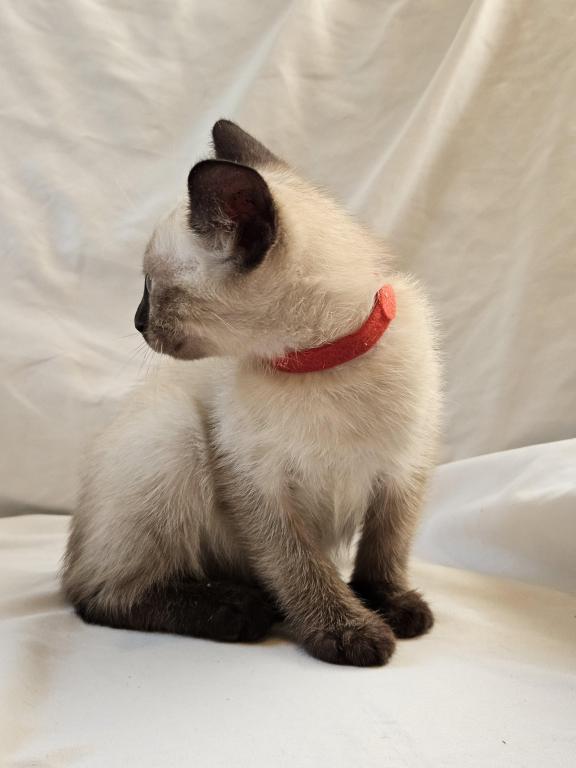 Sammy Seal  Point Siamese photo 6