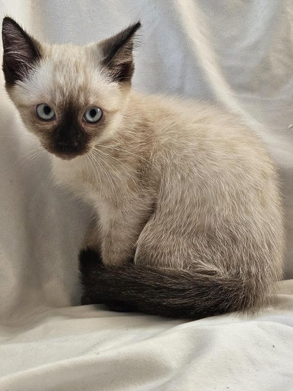 Sammy Seal  Point Siamese photo 2
